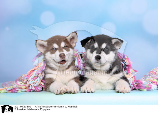 2 Alaskan Malamute Puppies / JH-23402