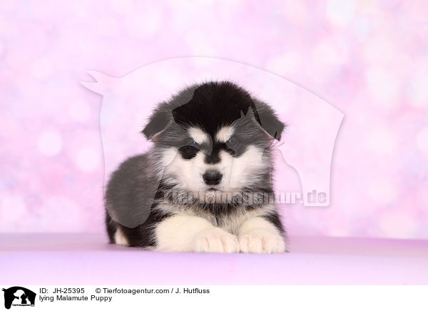 lying Malamute Puppy / JH-25395