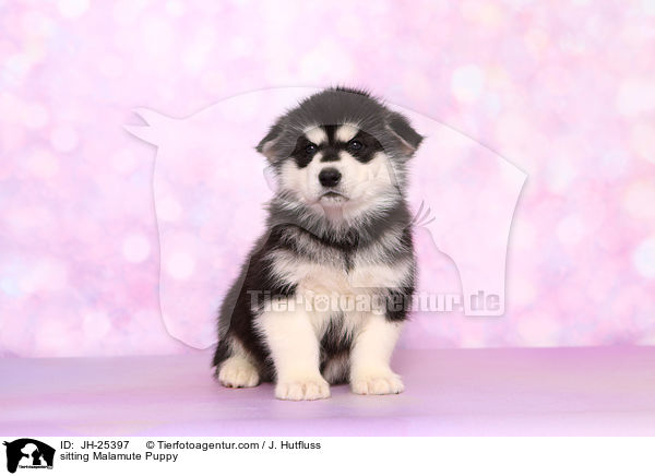 sitting Malamute Puppy / JH-25397