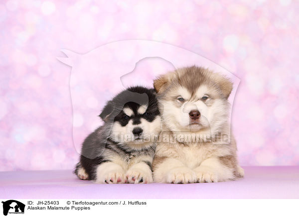 Alaskan Malamute Puppies / JH-25403