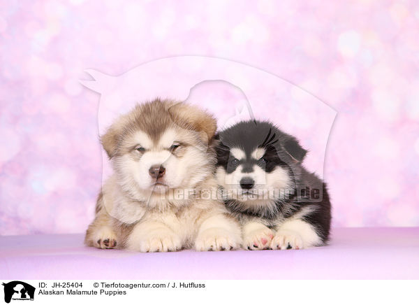 Alaskan Malamute Puppies / JH-25404