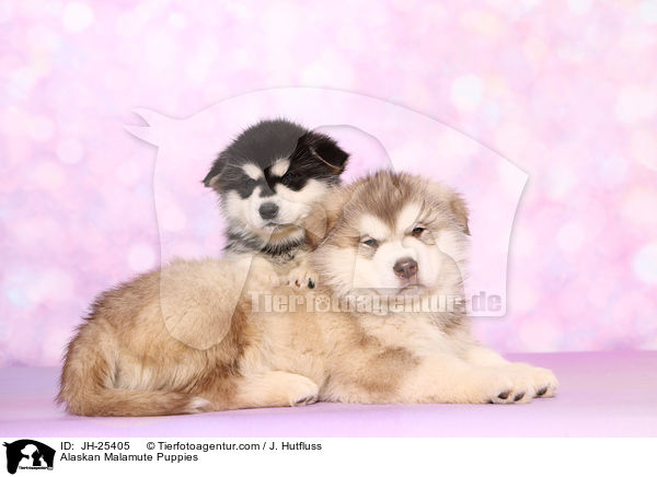 Alaskan Malamute Puppies / JH-25405