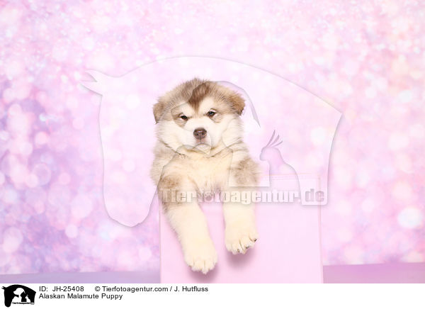 Alaskan Malamute Welpe / Alaskan Malamute Puppy / JH-25408