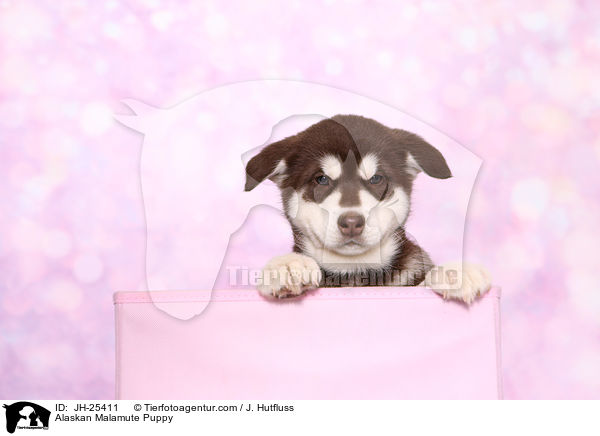 Alaskan Malamute Welpe / Alaskan Malamute Puppy / JH-25411