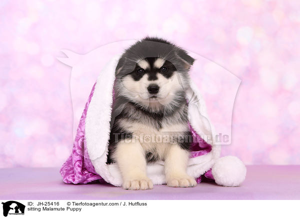 sitting Malamute Puppy / JH-25416
