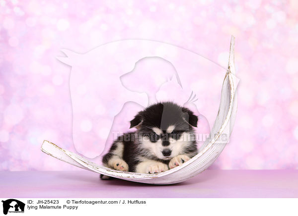 lying Malamute Puppy / JH-25423