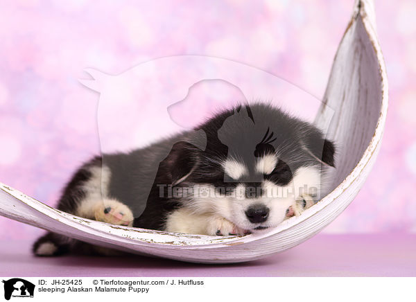 sleeping Alaskan Malamute Puppy / JH-25425