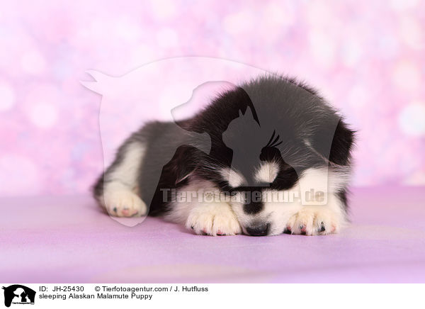 sleeping Alaskan Malamute Puppy / JH-25430