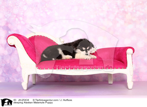 sleeping Alaskan Malamute Puppy / JH-25434