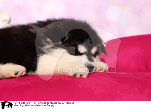 sleeping Alaskan Malamute Puppy / JH-25436