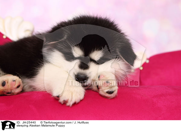 sleeping Alaskan Malamute Puppy / JH-25440