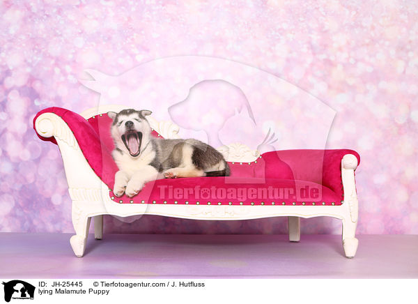 lying Malamute Puppy / JH-25445