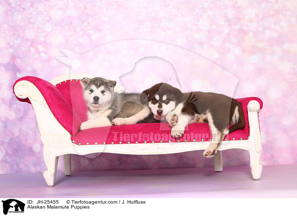 Alaskan Malamute Puppies / JH-25455