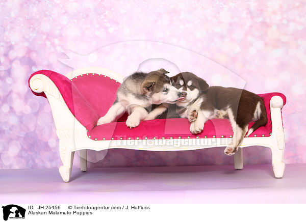 Alaskan Malamute Puppies / JH-25456
