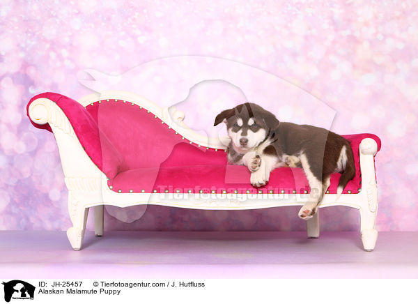 Alaskan Malamute Puppy / JH-25457