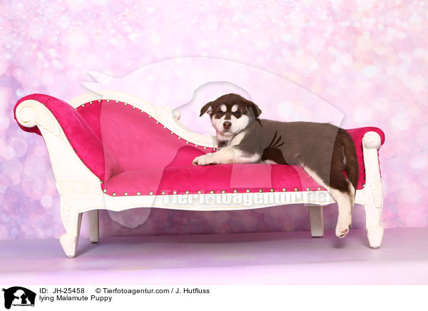 lying Malamute Puppy / JH-25458