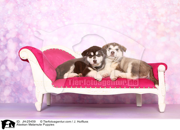 Alaskan Malamute Puppies / JH-25459
