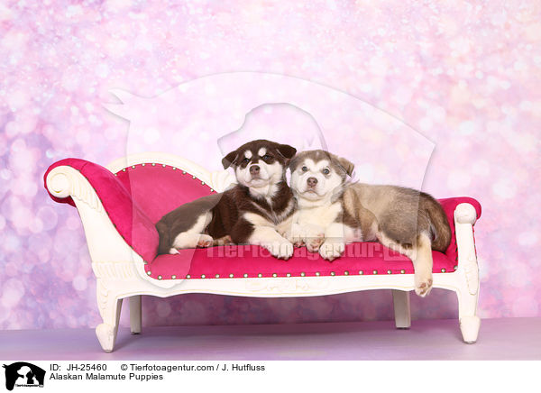 Alaskan Malamute Puppies / JH-25460