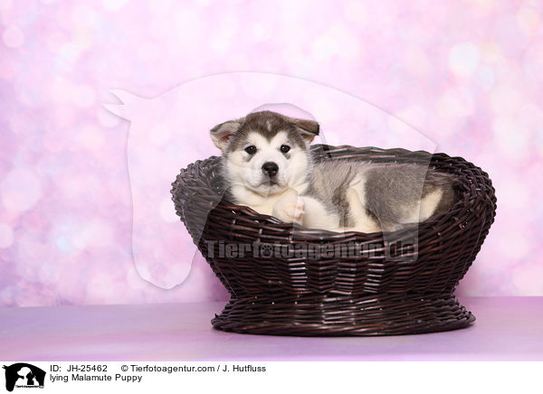 lying Malamute Puppy / JH-25462