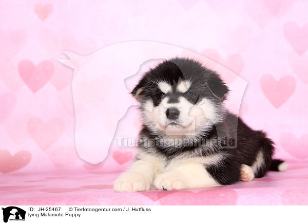 liegender Malamute Welpe / lying Malamute Puppy / JH-25467