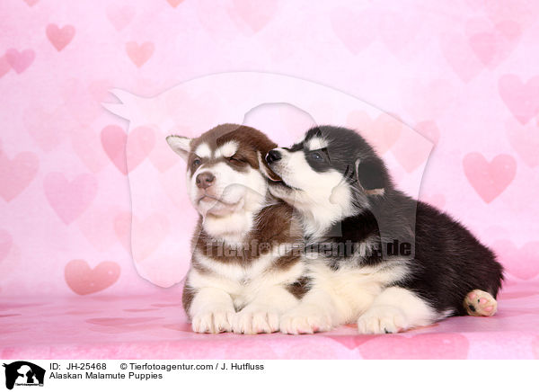 Alaskan Malamute Welpen / Alaskan Malamute Puppies / JH-25468