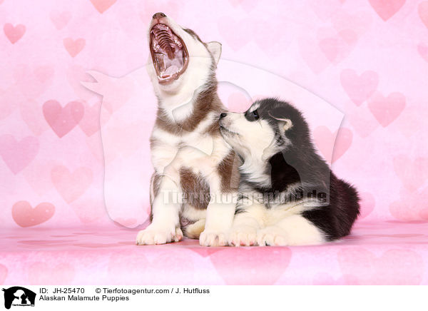 Alaskan Malamute Puppies / JH-25470
