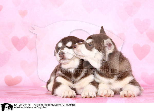 Alaskan Malamute Puppies / JH-25475