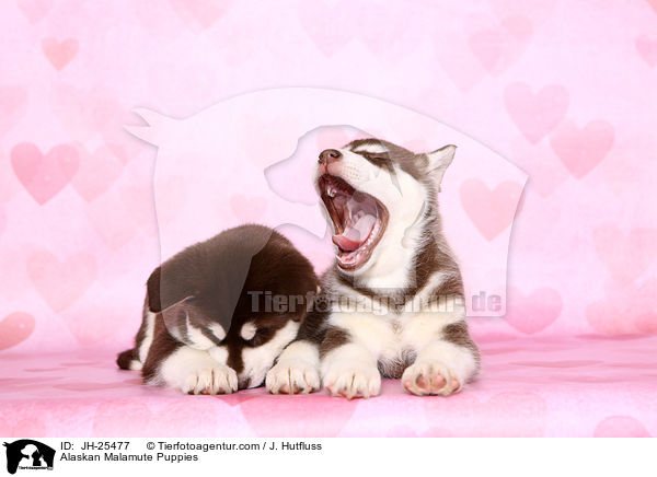 Alaskan Malamute Puppies / JH-25477
