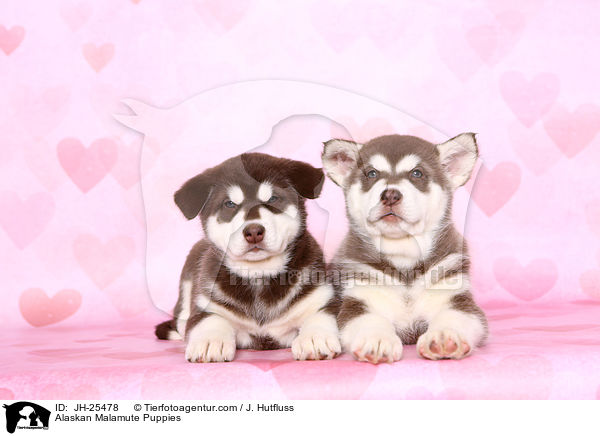 Alaskan Malamute Puppies / JH-25478