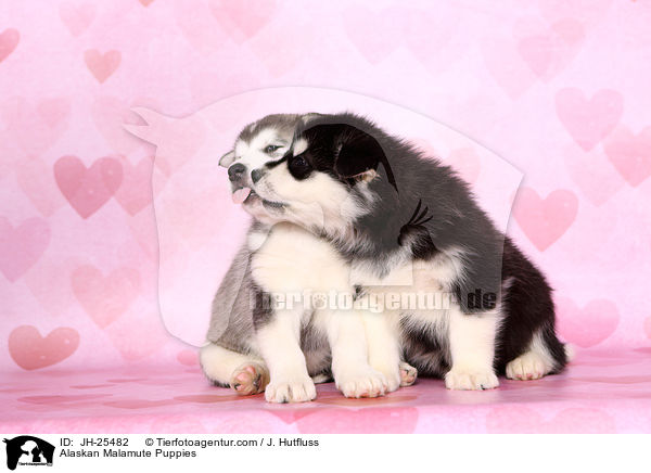 Alaskan Malamute Puppies / JH-25482