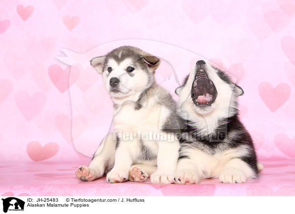 Alaskan Malamute Puppies / JH-25483