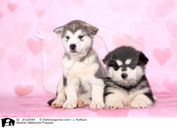 Alaskan Malamute Puppies / JH-25484