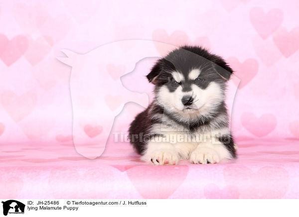 liegender Malamute Welpe / lying Malamute Puppy / JH-25486