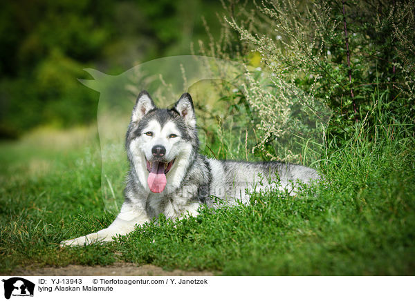 lying Alaskan Malamute / YJ-13943