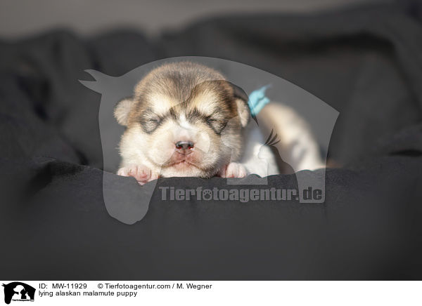 lying alaskan malamute puppy / MW-11929