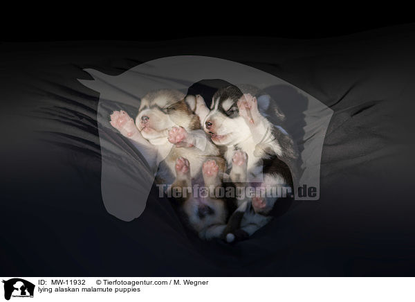 lying alaskan malamute puppies / MW-11932