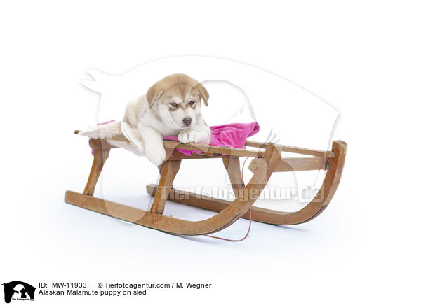 Alaskan Malamute puppy on sled / MW-11933