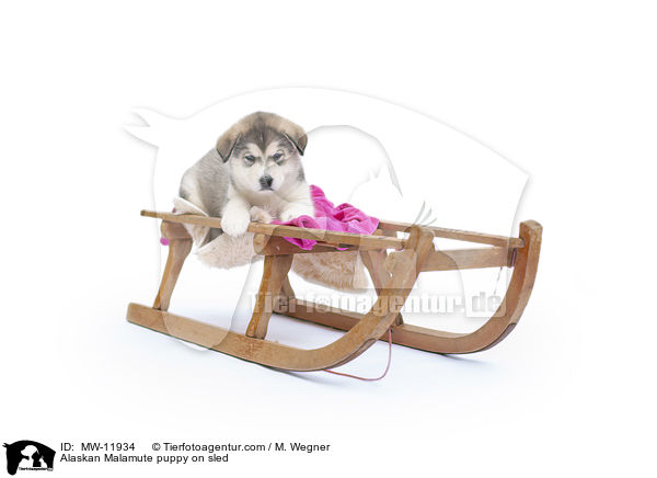 Alaskan Malamute puppy on sled / MW-11934
