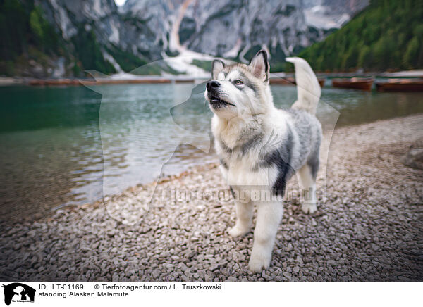standing Alaskan Malamute / LT-01169