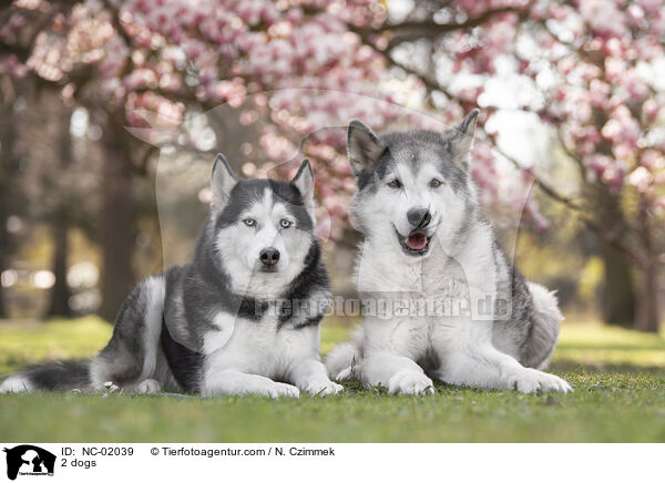 2 dogs / NC-02039