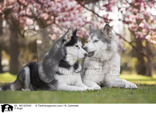 2 dogs / NC-02040