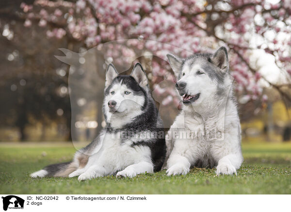 2 dogs / NC-02042