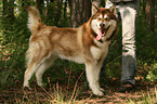 Alaskan Malamute