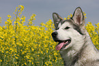Alaskan Malamute Portrait
