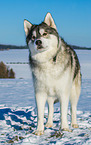 Alaskan Malamute in winter