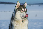 Alaskan Malamute in winter
