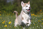 Alaskan Malamute Puppy