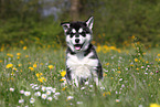Alaskan Malamute Puppy