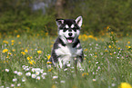 Alaskan Malamute Puppy