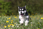 Alaskan Malamute Puppy